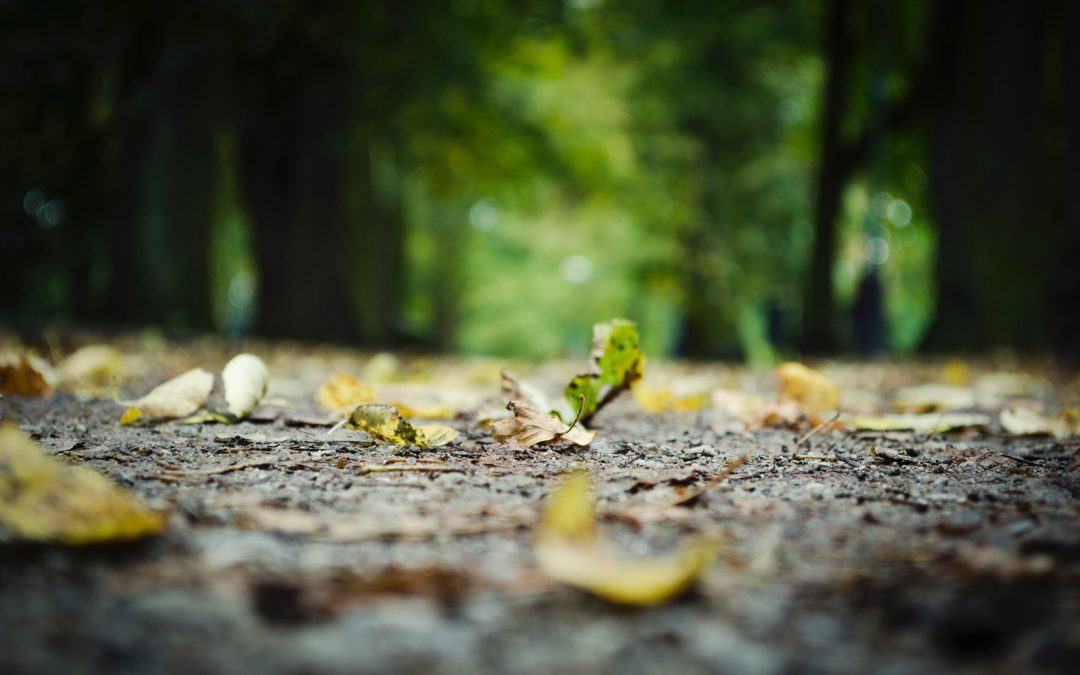 La Veguilla participará en las jornadas Quercus contra la seca de encinares